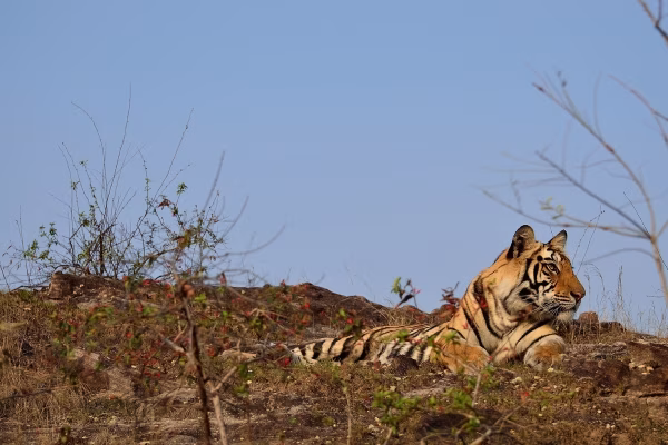 A tiger in Bandhavgarh